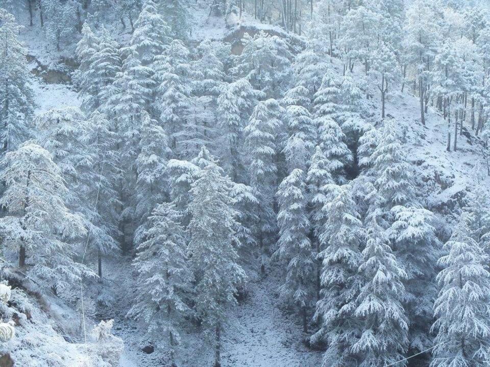 Calm Paradise Шимла Экстерьер фото